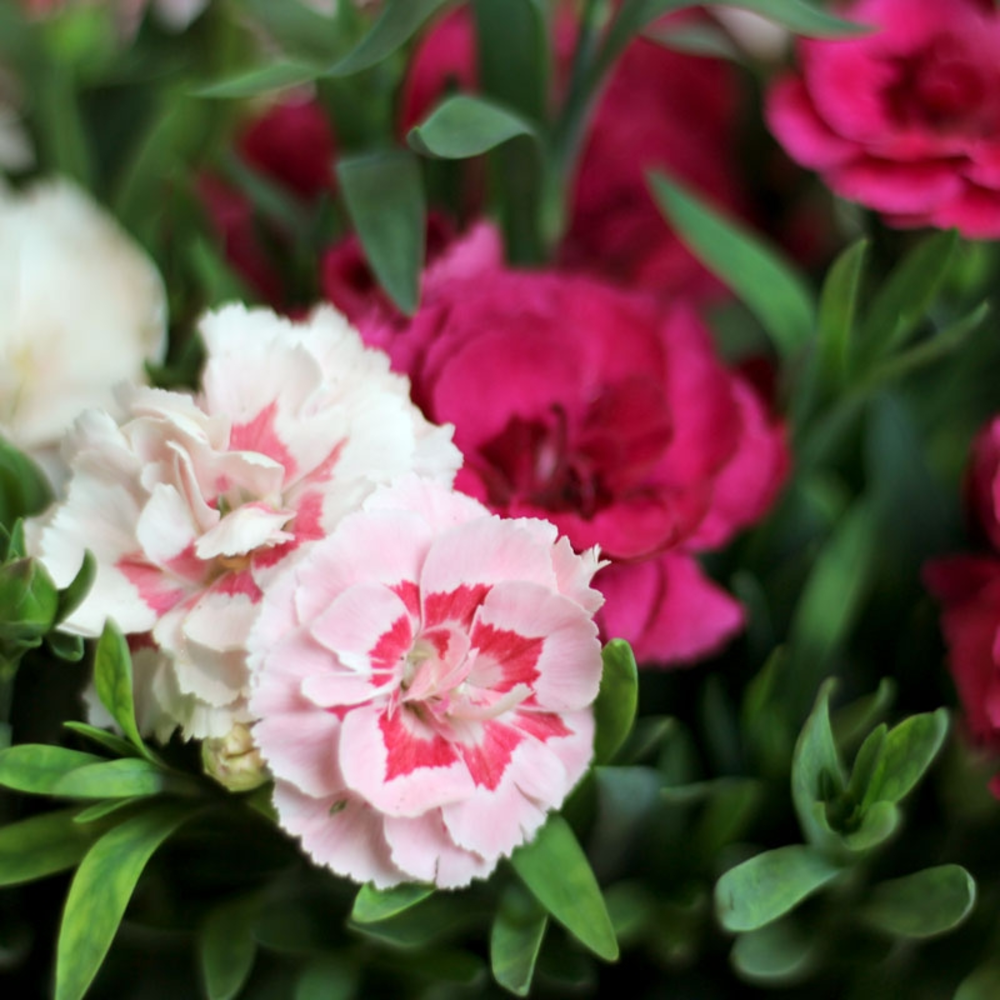 CLAVEL JARDINERA 25 CM