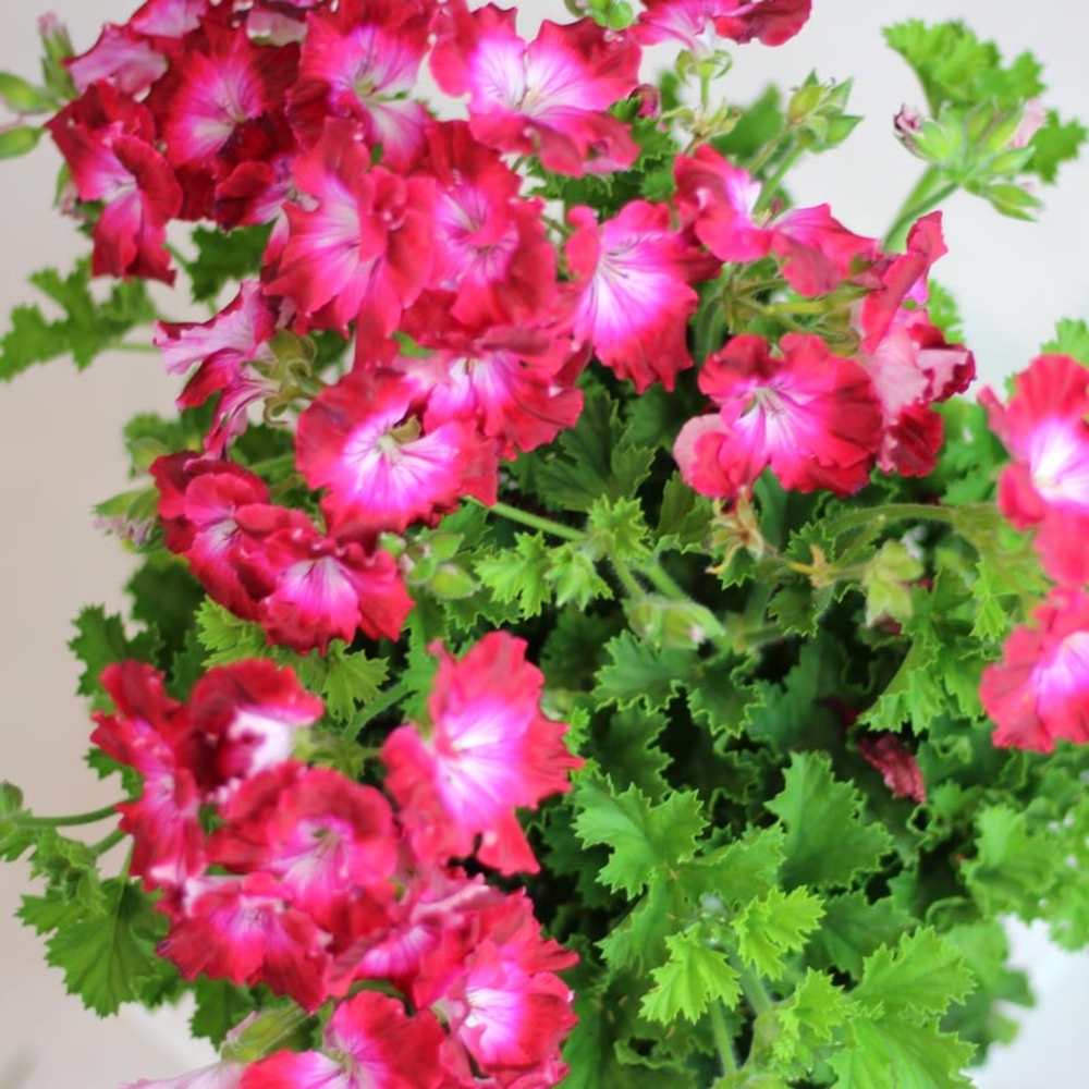 PELARGONIO MACETA 3 LITROS