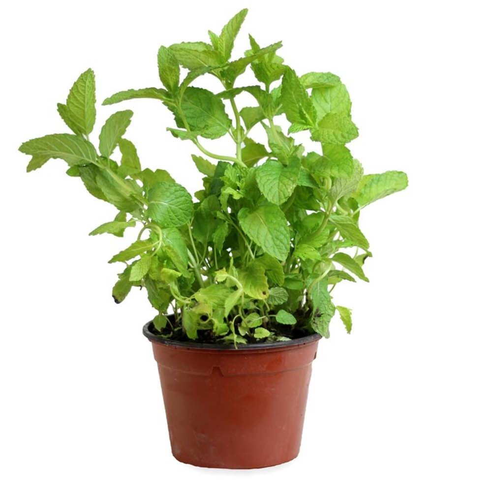 Planta de menta en maceta
