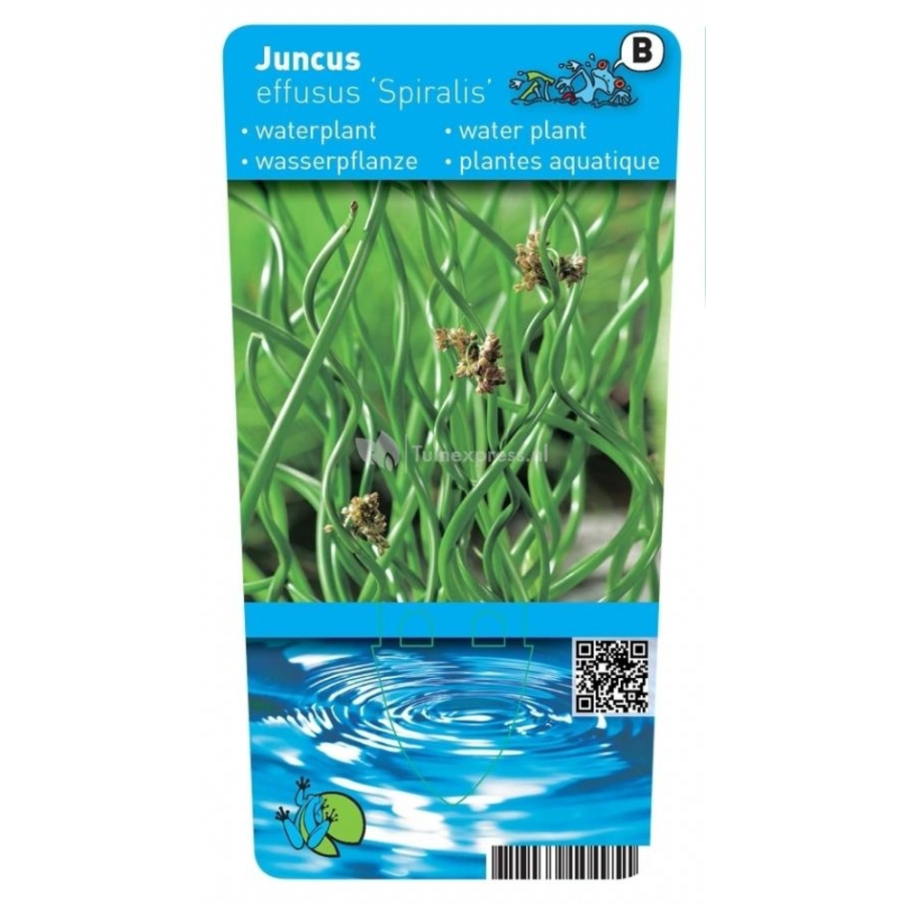 JUNCUS EFFUSUS SPIRALIS