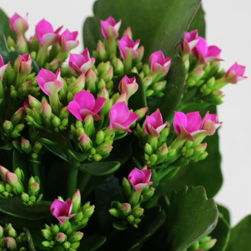 kalanchoe planta