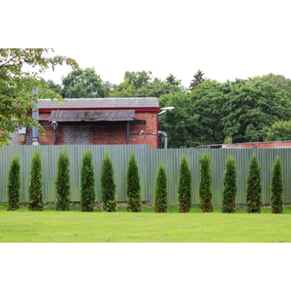 cipres cupressus sempervirens