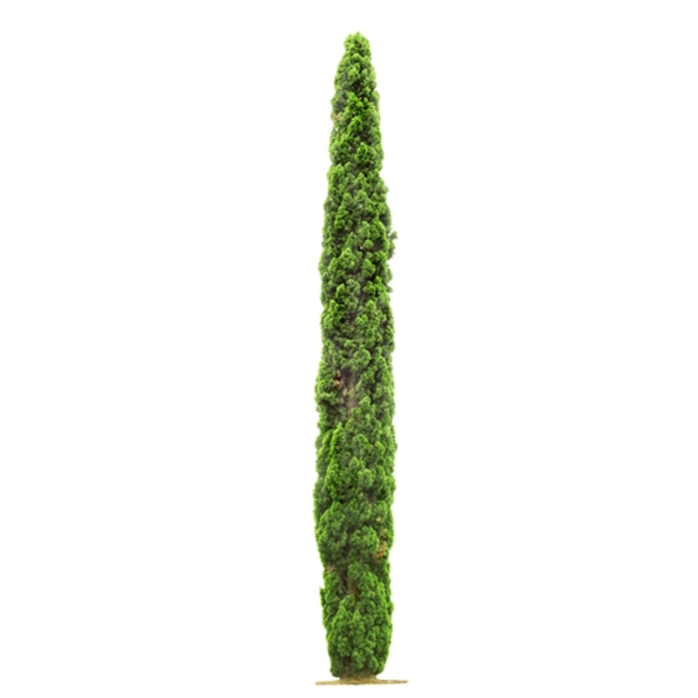 cipres cupressus sempervirens