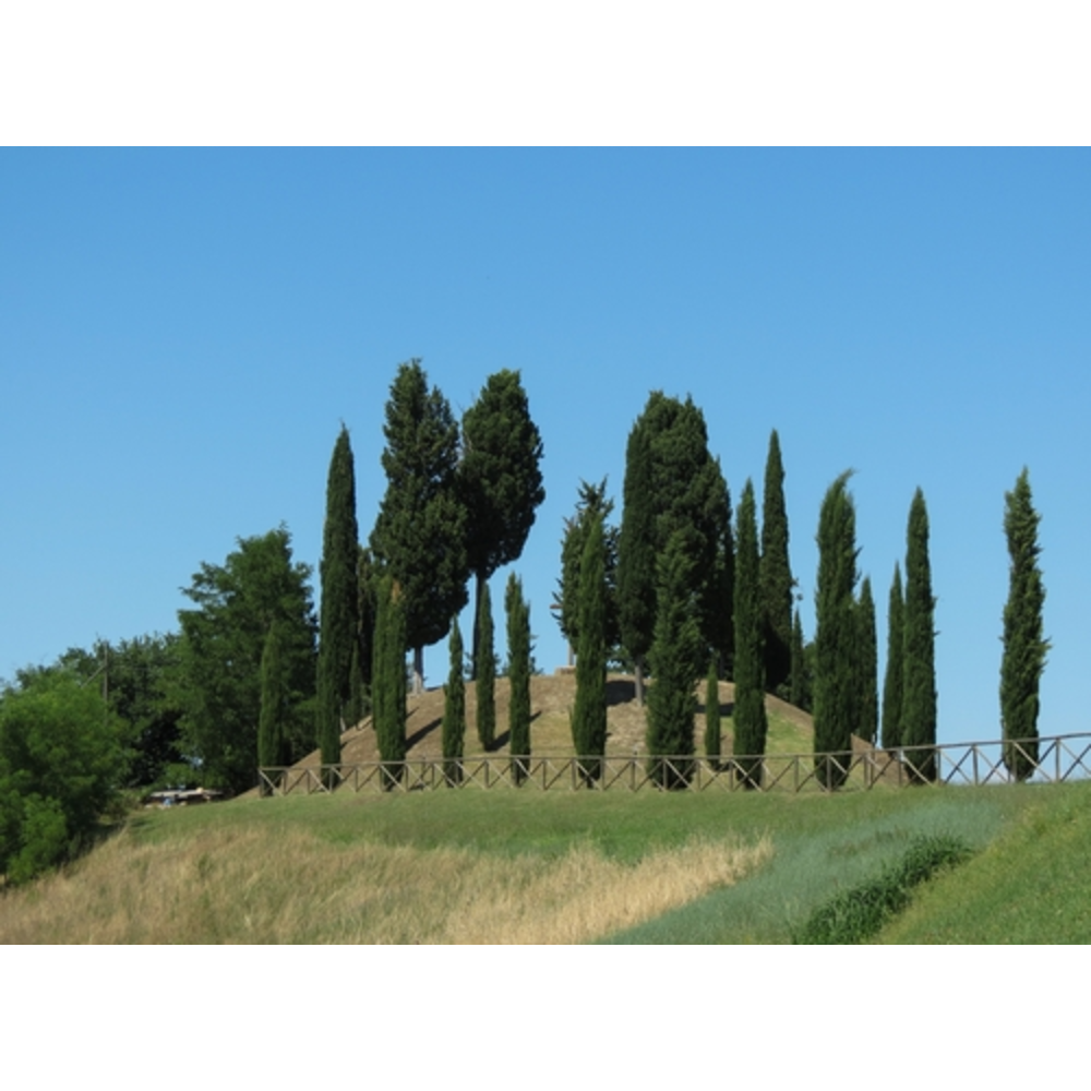 cipres cupressus sempervirens