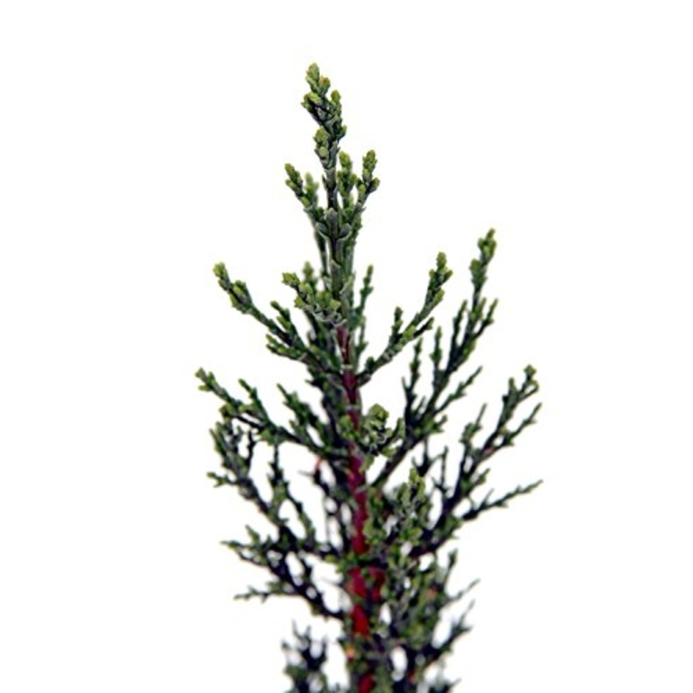 cipres cupressus sempervirens