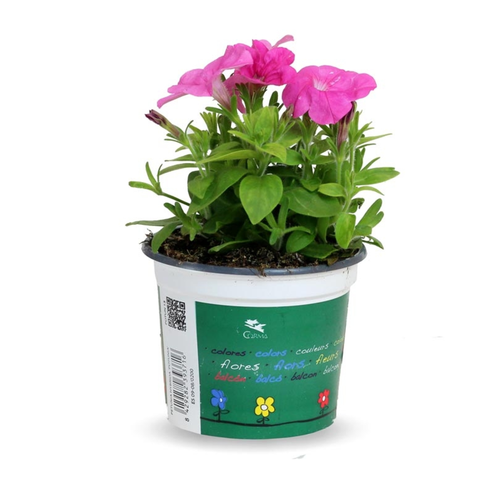 POTUNIA MACETA 13CM