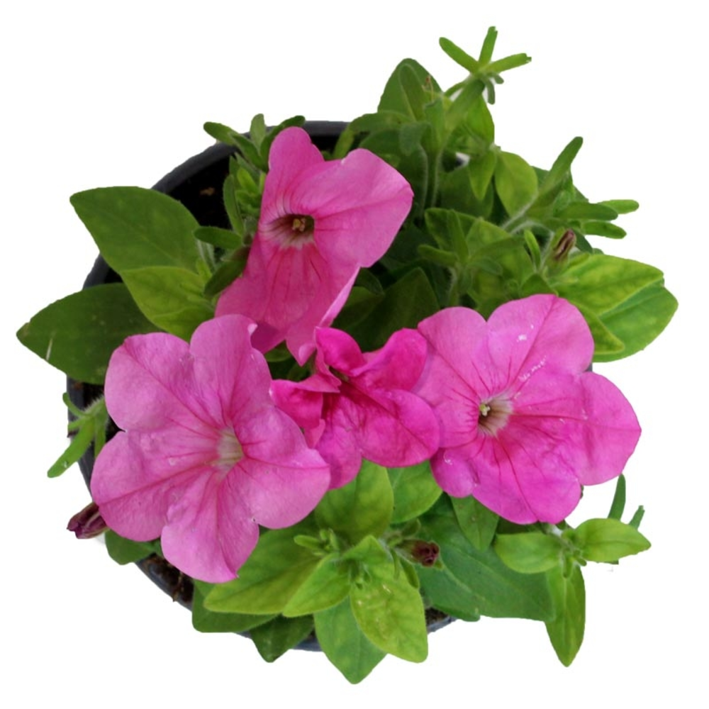 POTUNIA MACETA 13CM