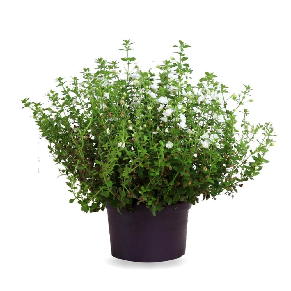 BACOPA MACETA 13 CM