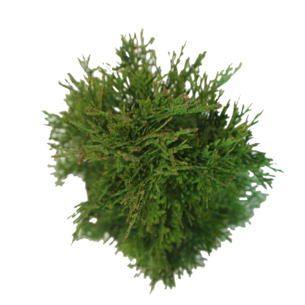 THUYA OCC ESMERALDA 3L