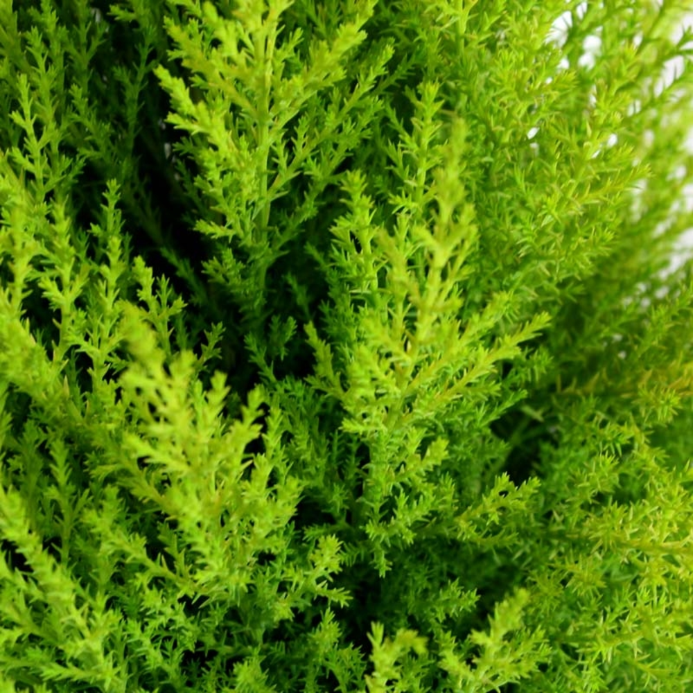 thuya occidental danica