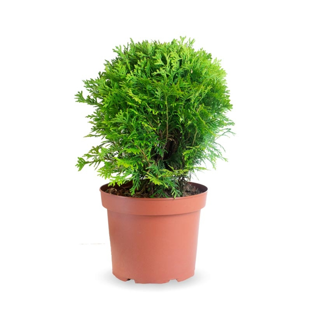 thuya occidental danica