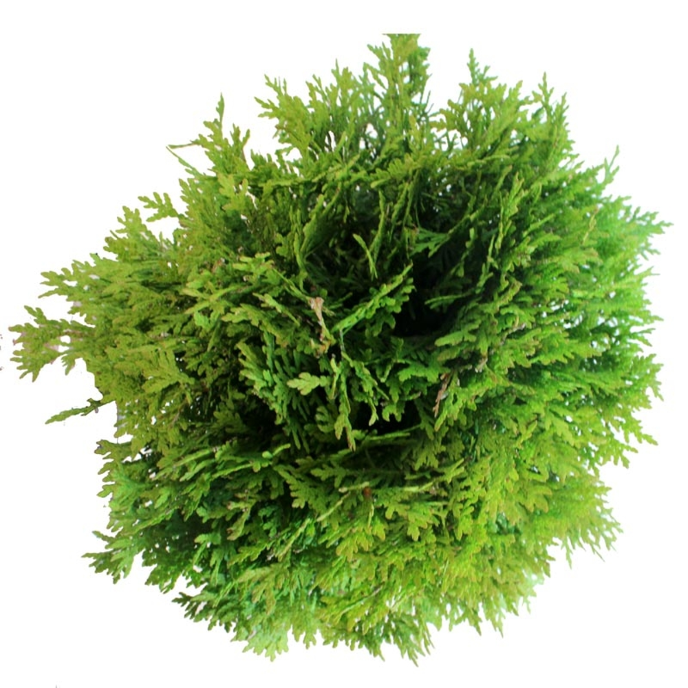 thuya occidental danica