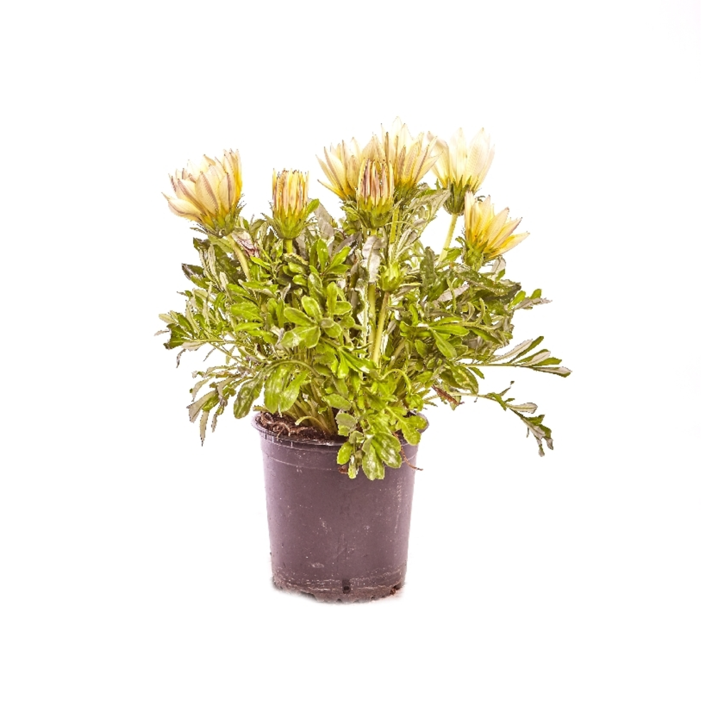 GAZANIA MACETA 13 CM