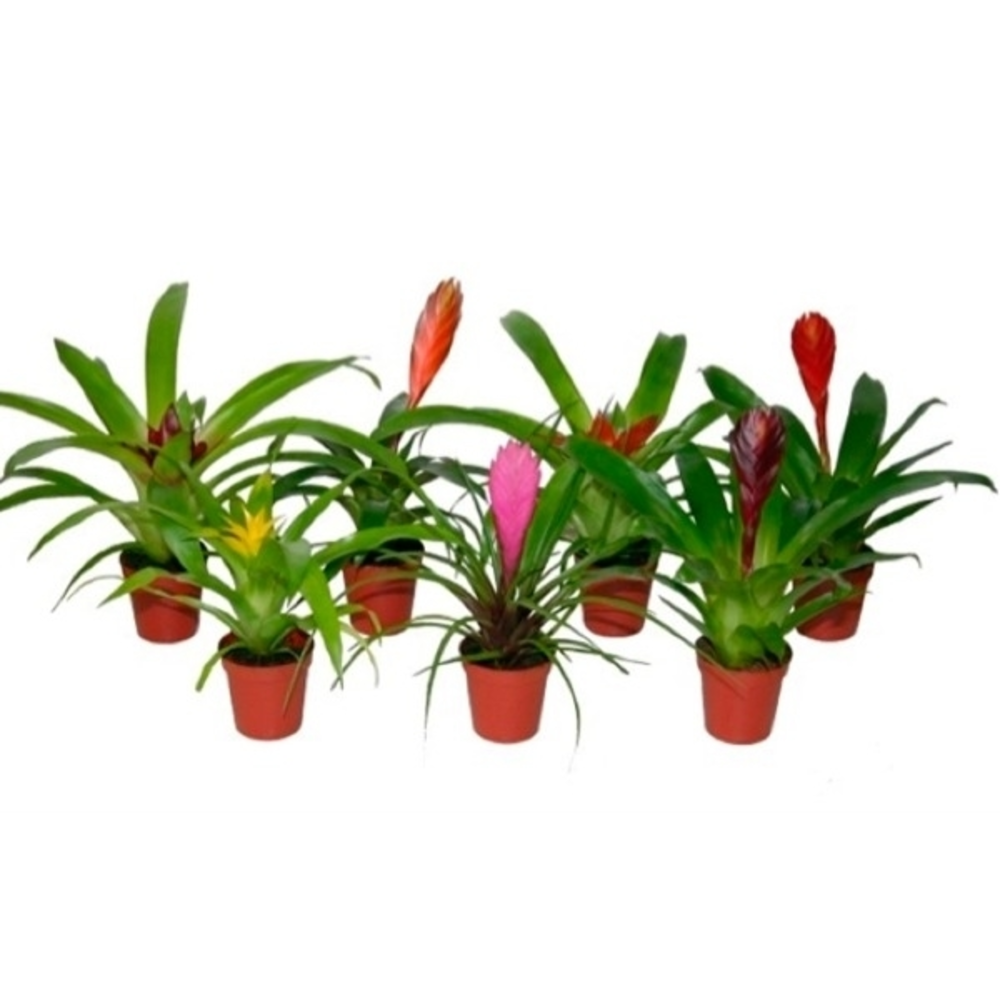 Bromelia en maceta