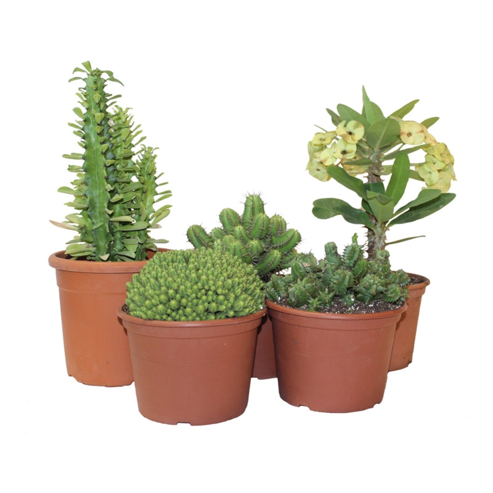 euphorbia cactus maceta 18cm
