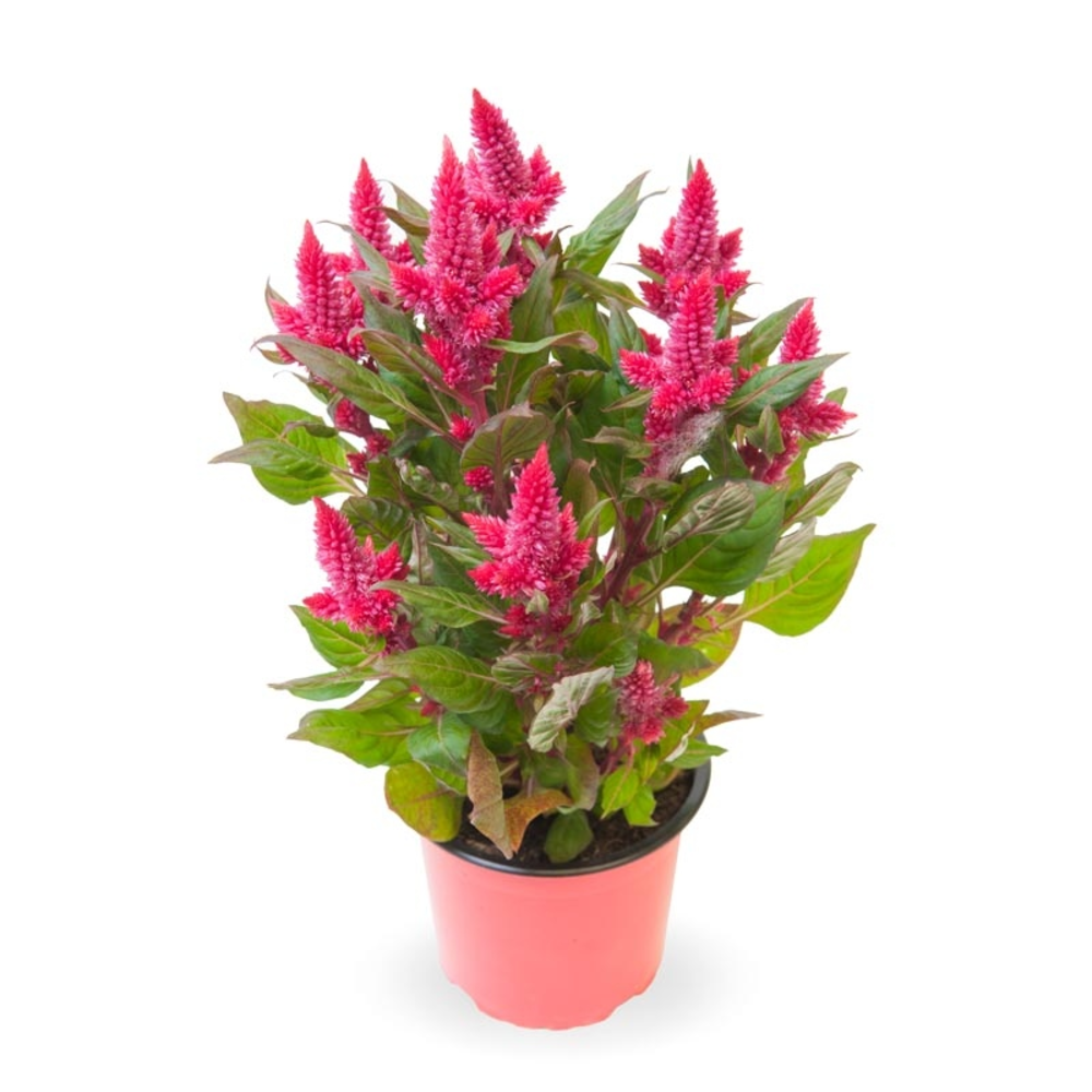 CELOSIA CARACAS MACETA DIAMETRO 12CM