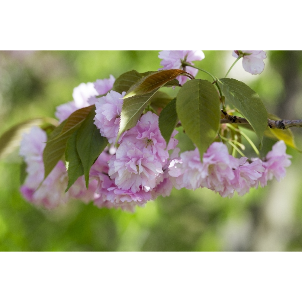 Variedades de Arbusto Prunus