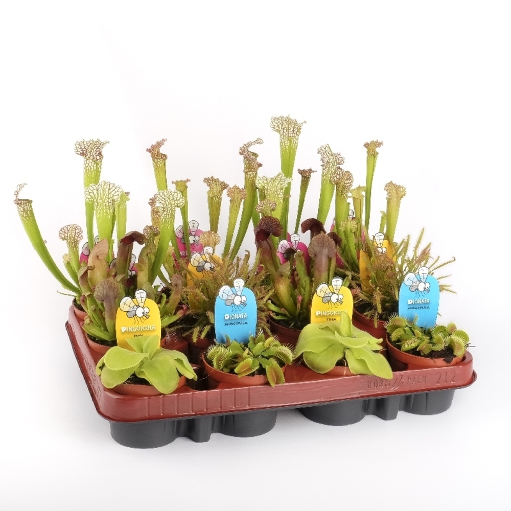 CARNIVORA MIX 12 CM