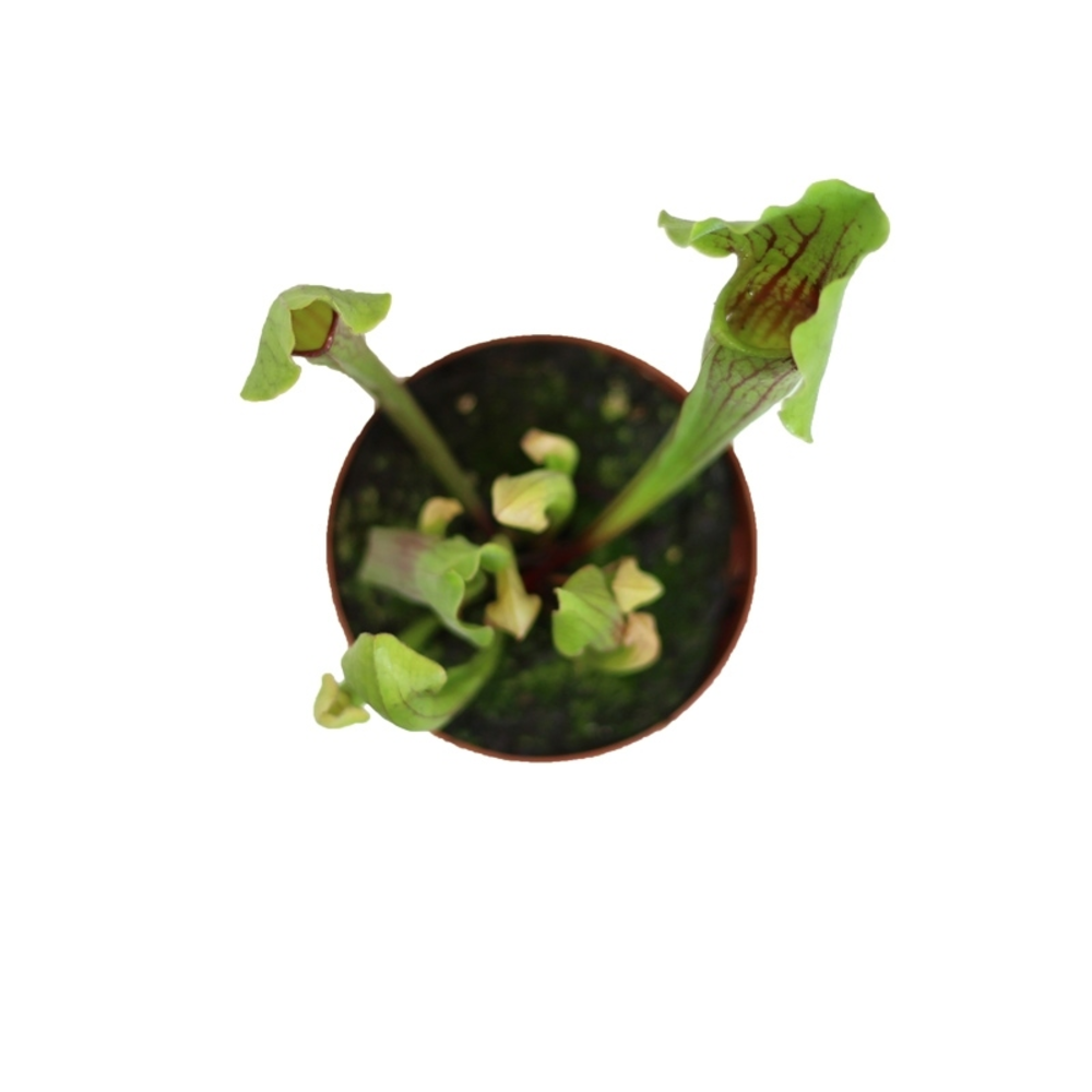 CARNIVORA MIX 12 CM