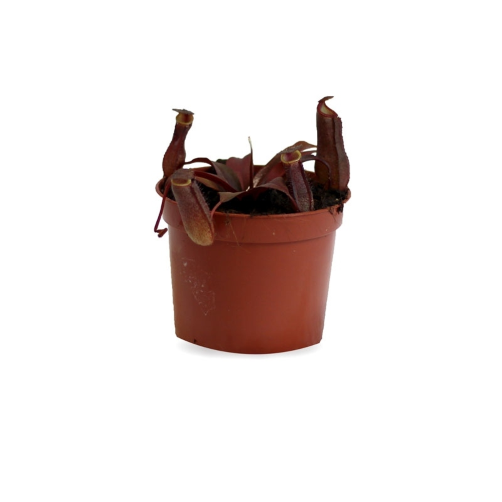 CARNIVORA MIX 12 CM
