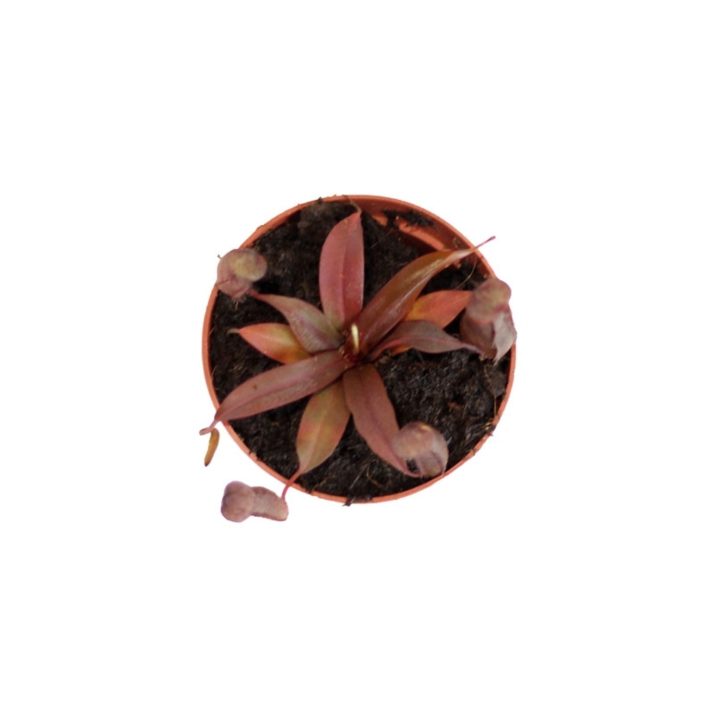 CARNIVORA MIX 12 CM