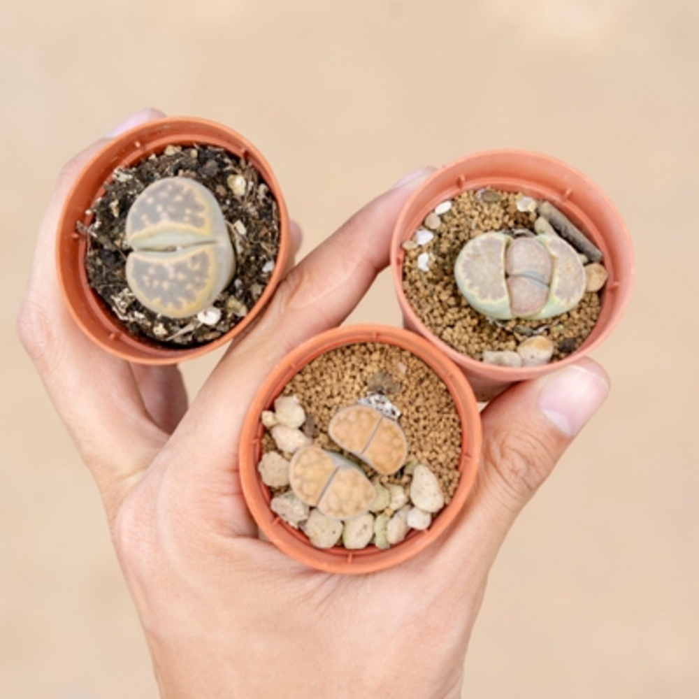 LITHOPS en maceta
