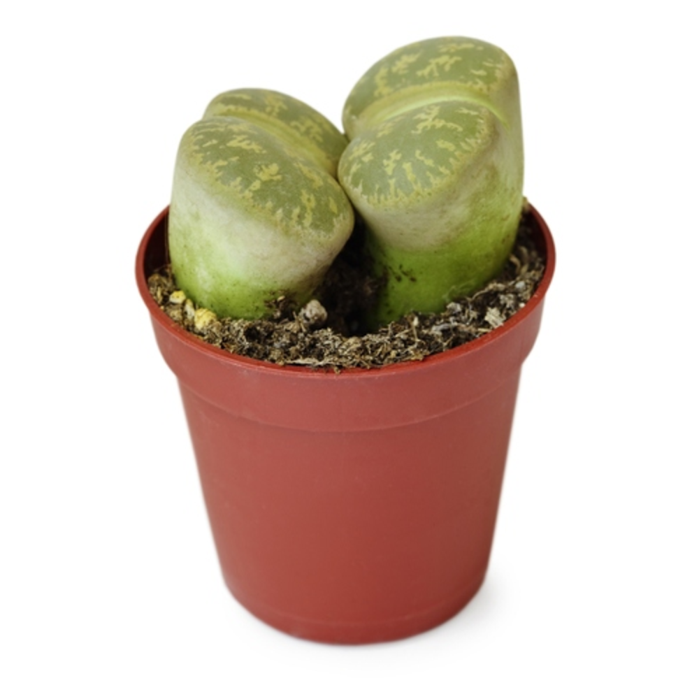 LITHOPS en maceta