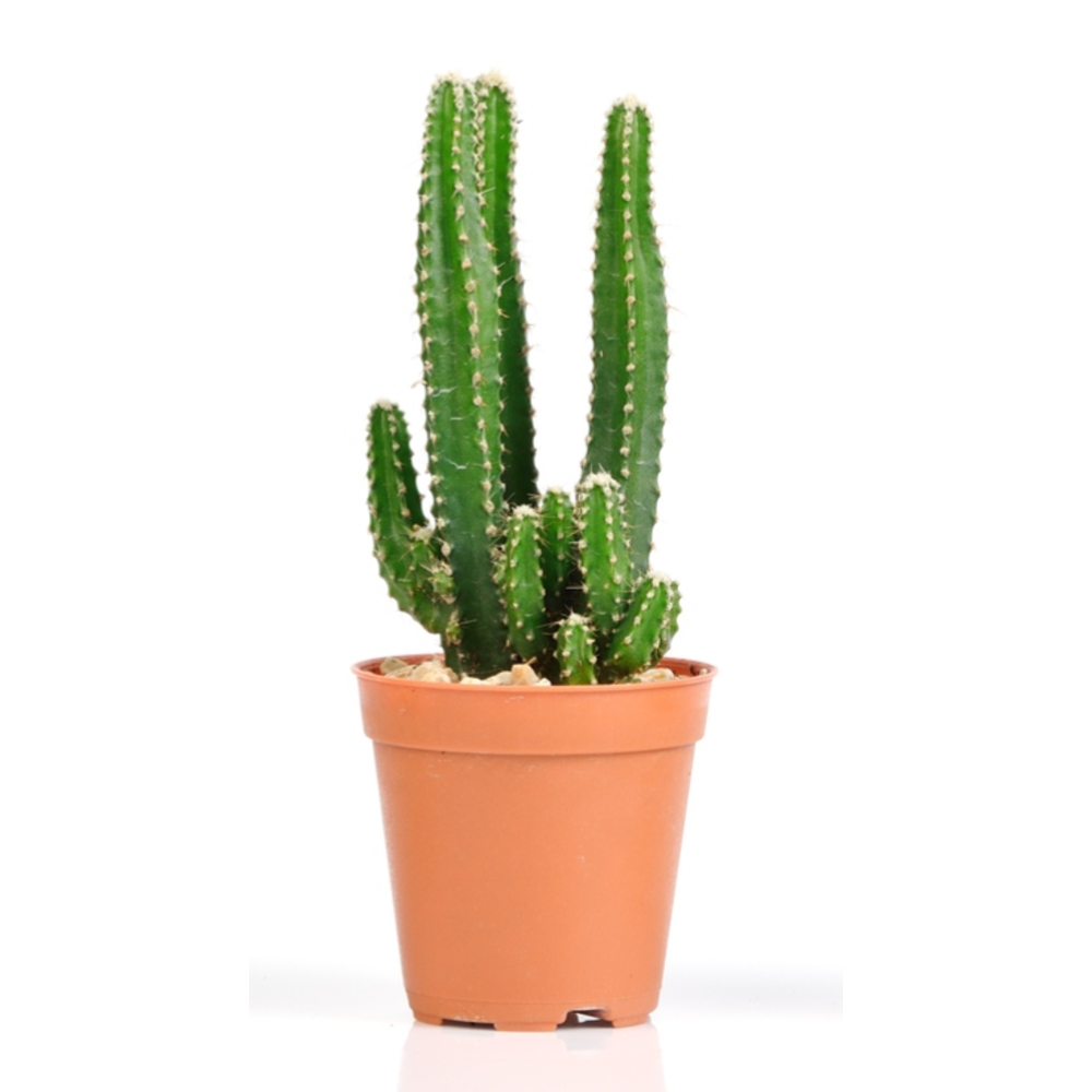 cactus maceta 5
