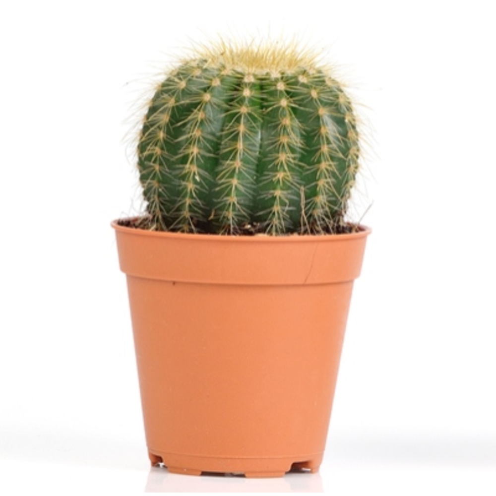 cactus maceta 5