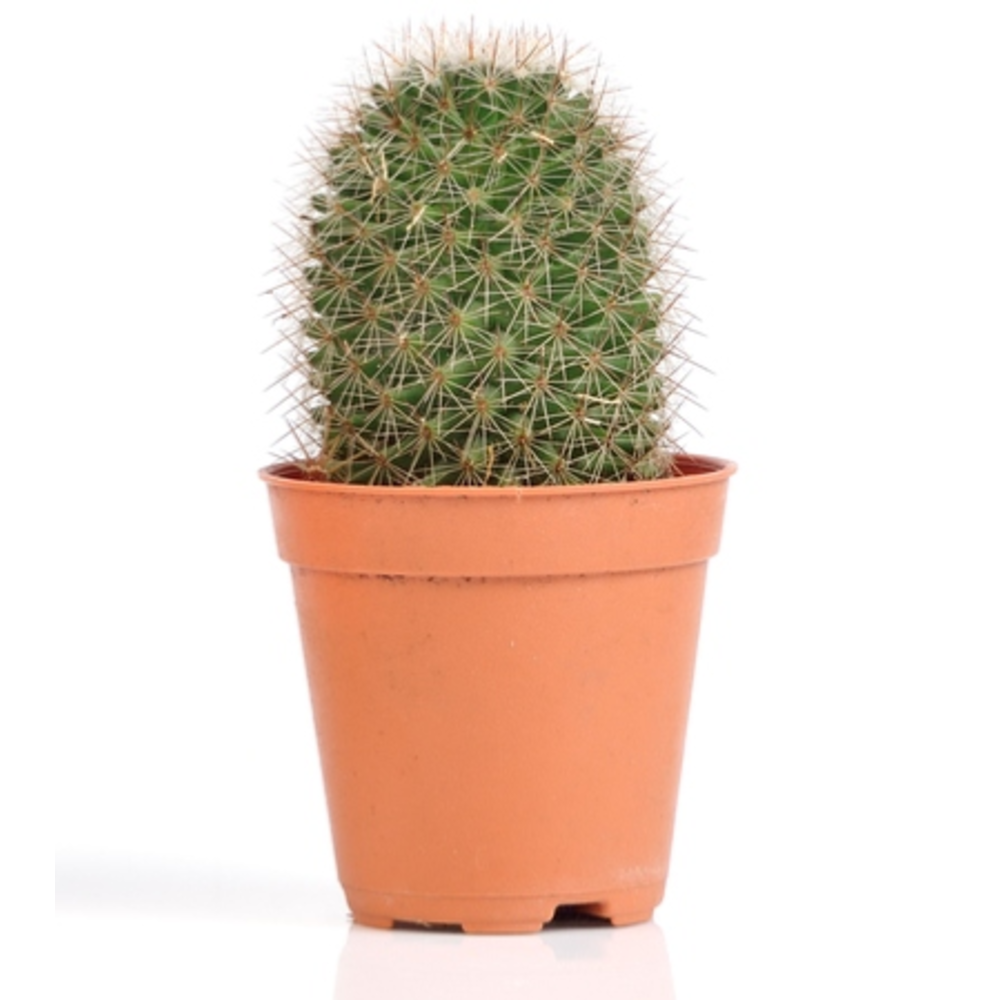 cactus maceta 5