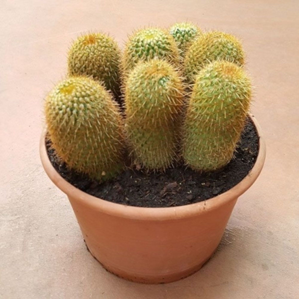 cactus maceta 5