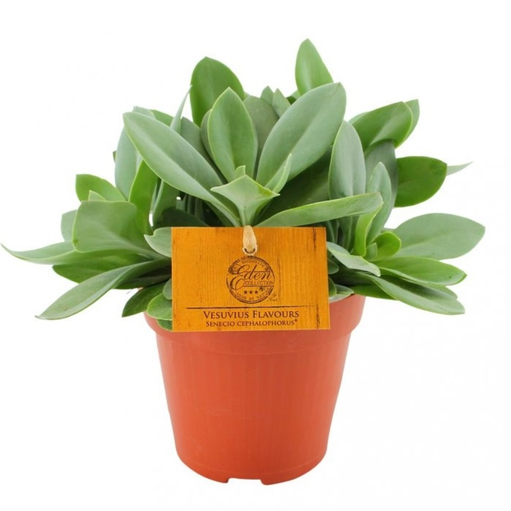Senecio planta de interior en maceta 12cm
