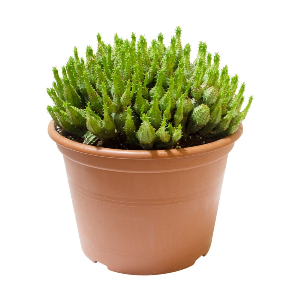 euphorbia cactus maceta 18cm