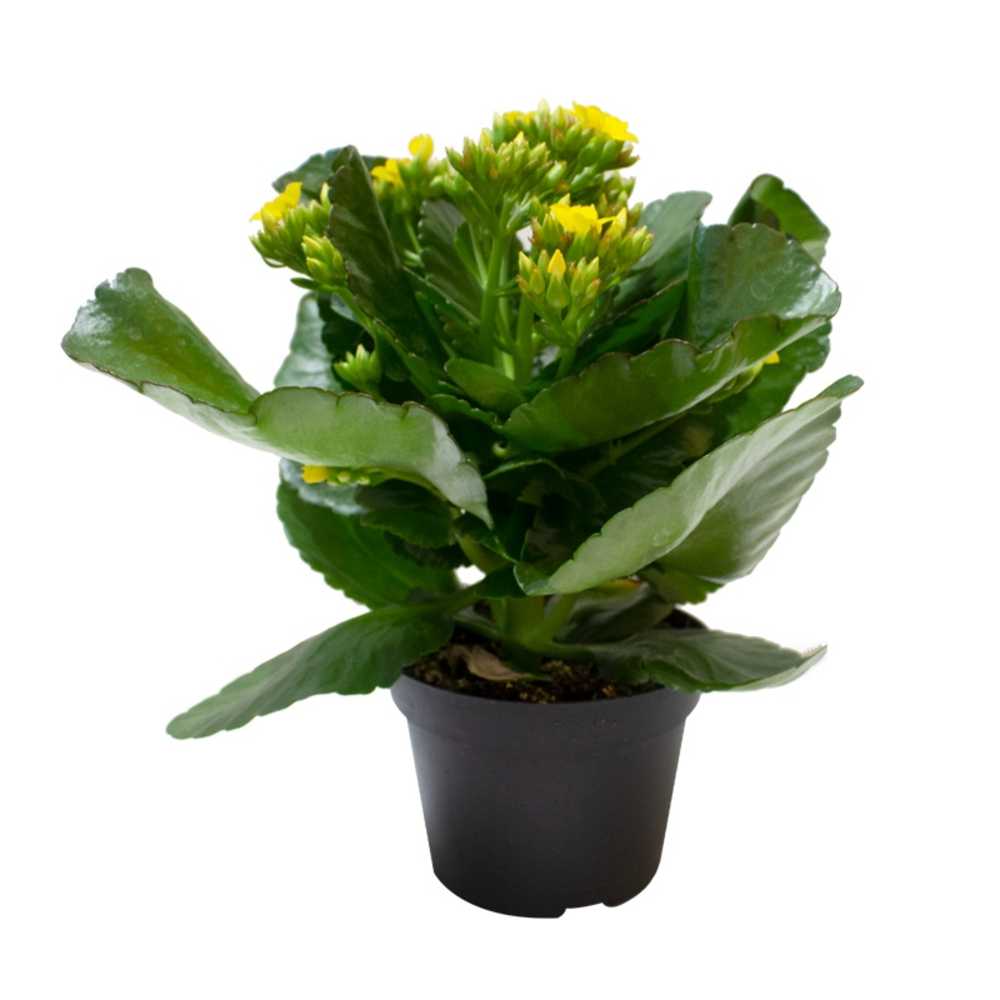 kalanchoe planta