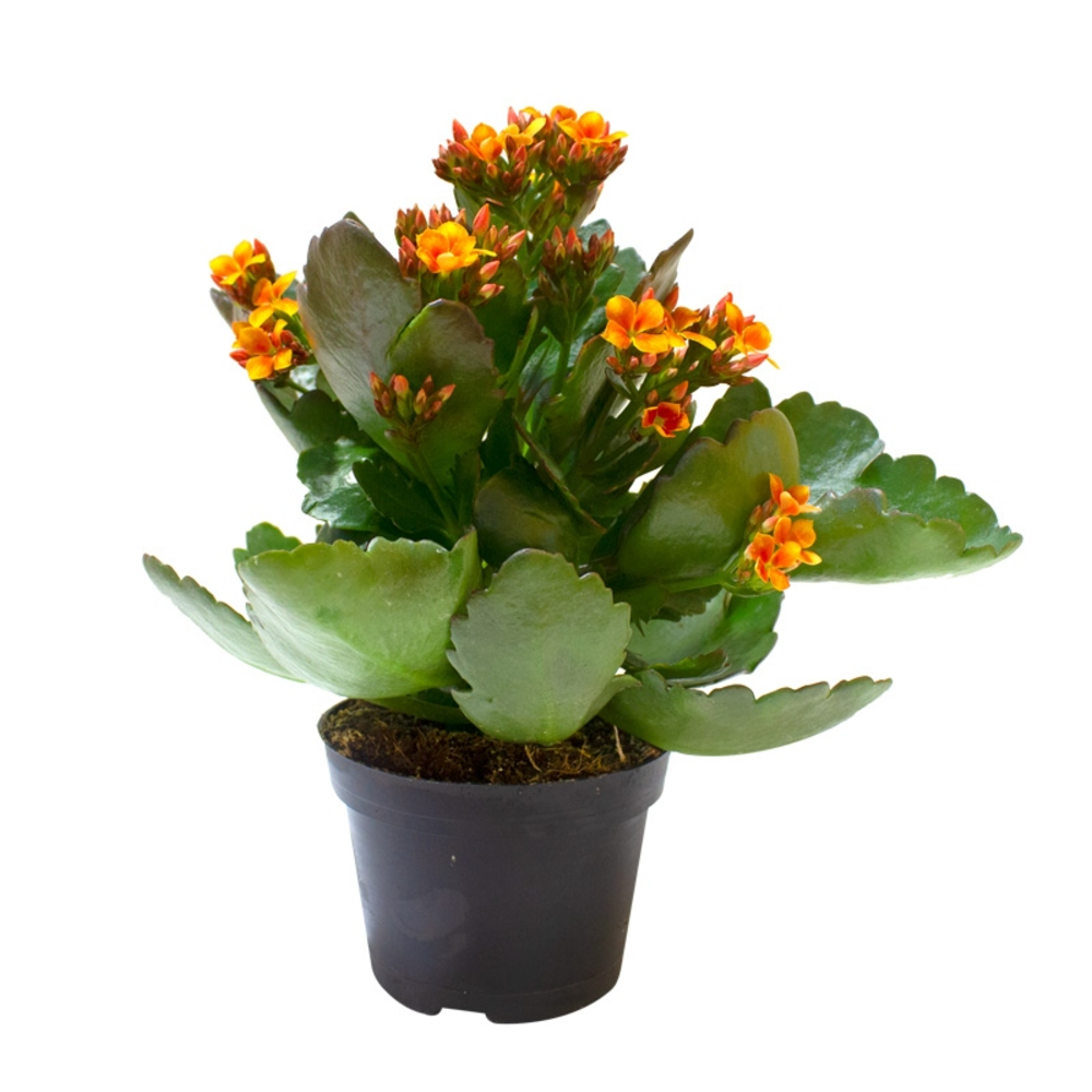 kalanchoe planta