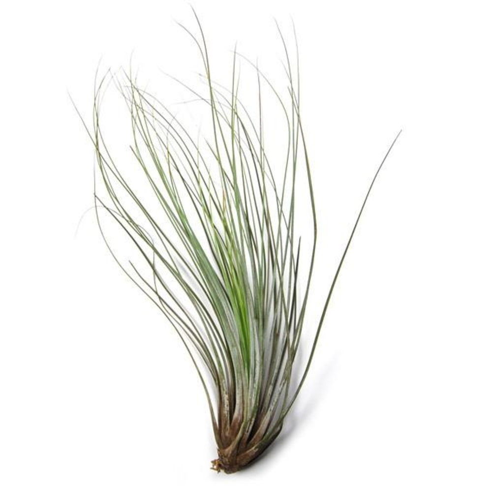 TILLANDSIA XL