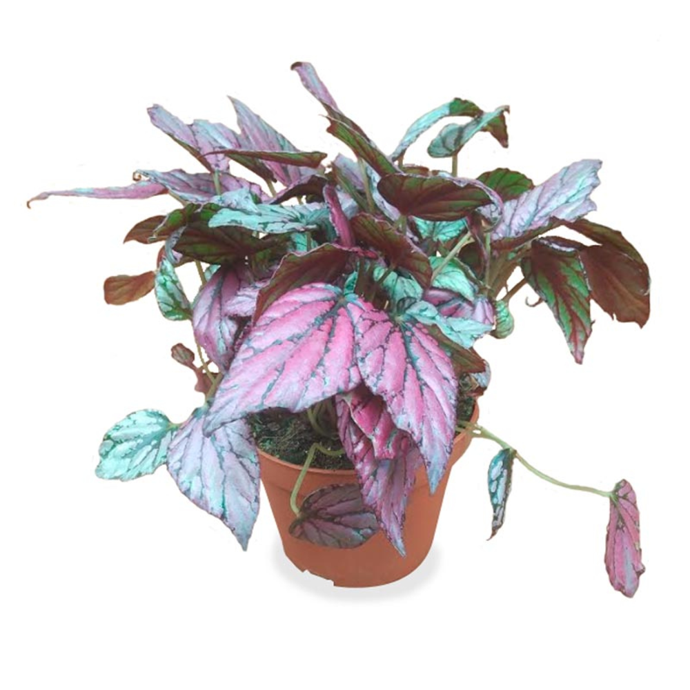 BEGONIA HOJA MACETA 13CM