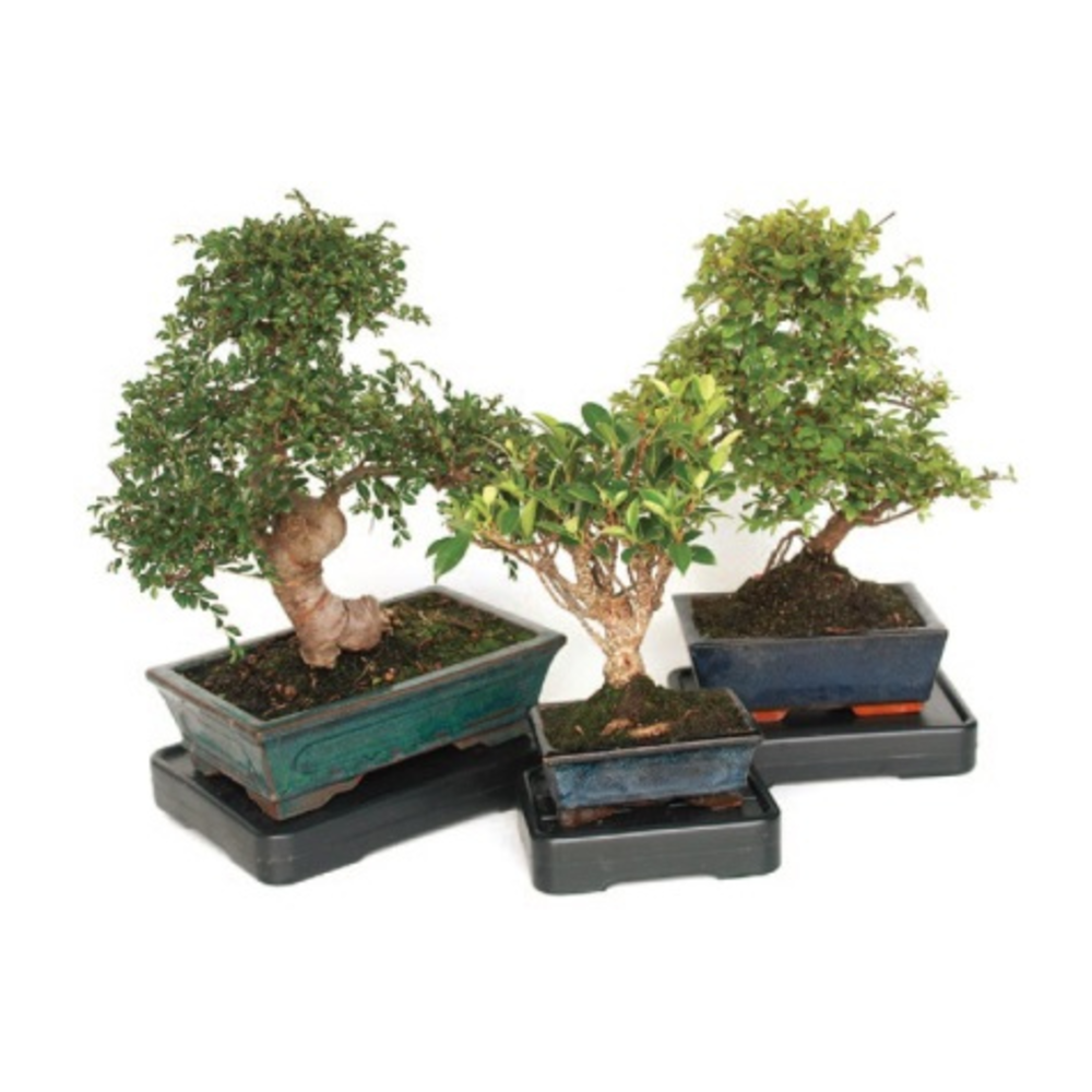 soporte bonsai con sistema de riego