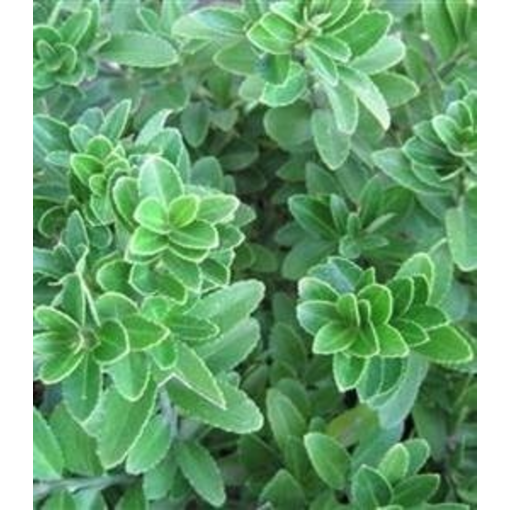 evonimus microphyllus