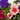 PETUNIA Maceta 11cm