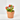BEGONIA - SURTIDO VARIADO Maceta 11cm