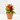 CELOSIA PLUMOSA Maceta 11cm