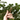 ABETO NATURAL ABIES NORMANDIANA