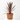 PALMERA CORDYLINE Maceta 5 litros