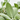 SALVIA OFFICINALIS Maceta 3 litros