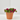 MILLION BELLS Maceta 13cm