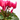 CYCLAMEN