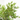 LIGUSTRUM TEXANUM Maceta 10 litros