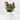 ROSAL MINI MACETA 11CM