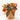 BEGONIA - SURTIDO VARIADO Maceta 3 Litros